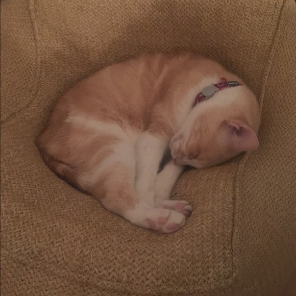 Meet your Posher, Tina - Picture 1 of 1